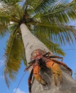 Il granchio del cocco: il crostaceo terrestre che può aprire noci durissime