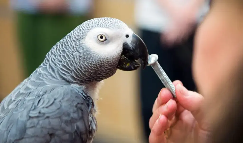 Il pappagallo grigio africano non ripete soltanto parole: cosa capisce davvero?
