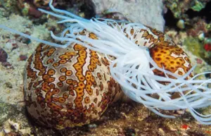 Il cetriolo di mare che espelle gli organi per difendersi: la strategia estrema del fondale