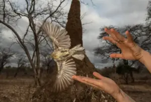 L’uccello che guida gli esseri umani verso il miele: una collaborazione rarissima