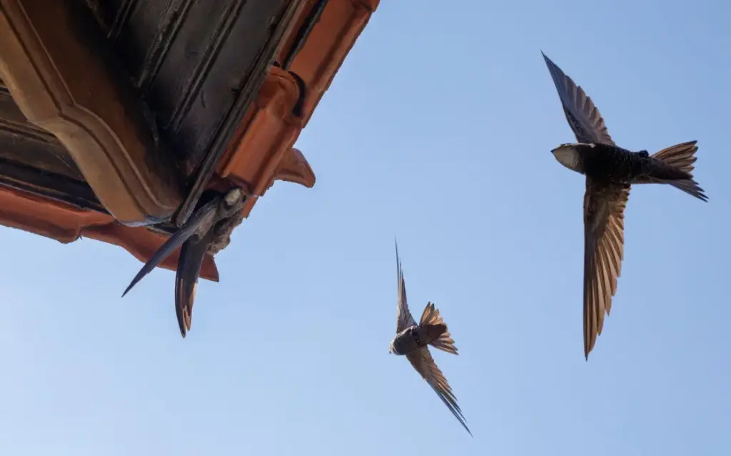 Il rondone, l’uccello che può trascorrere mesi senza posarsi
