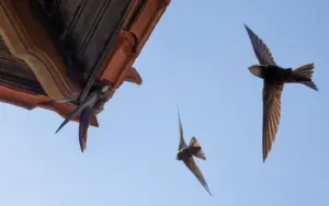 Il rondone, l’uccello che può trascorrere mesi senza posarsi