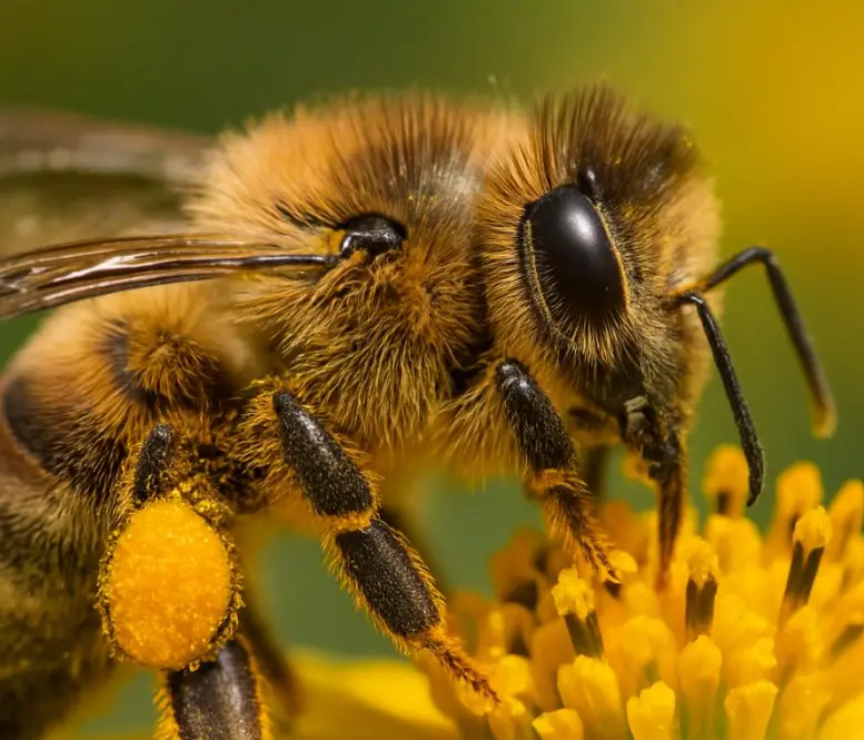 Api, farfalle e sirfidi: gli impollinatori che tengono in vita i nostri raccolti