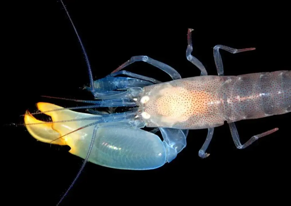 Il gambero pistola: il minuscolo animale che produce uno schiocco potentissimo
