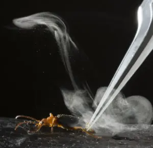Il coleottero che spara un getto bollente contro i predatori