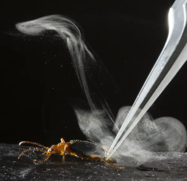 Il coleottero che spara un getto bollente contro i predatori
