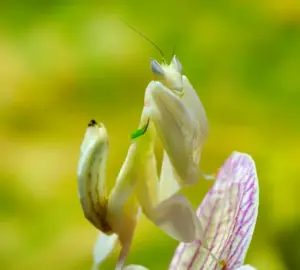 La mantide che sembra un fiore, ma non aspetta soltanto di nascondersi