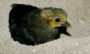 L’uccello che affida le uova al calore della terra