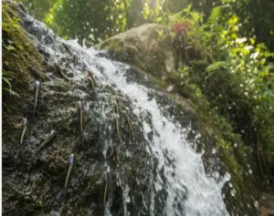 I pesci che risalgono le cascate: scopri come fanno