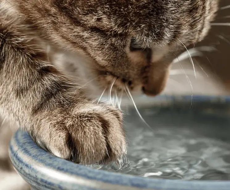 Perché alcuni gatti immergono le zampe nell’acqua prima di bere? I motivi di un comportamento curioso