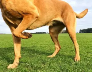 Il cane alza una zampa e resta immobile: cosa può significare davvero?