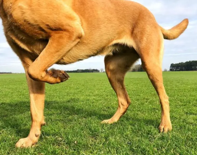 Il cane alza una zampa e resta immobile: cosa può significare davvero?