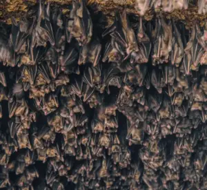 Pipistrelli vicino casa: perché non bisogna averne paura e come comportarsi