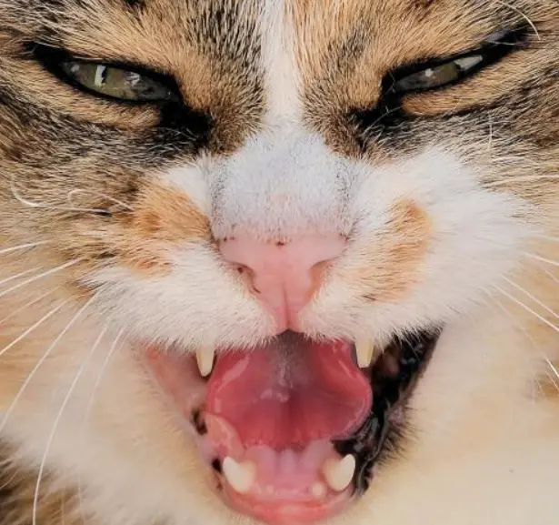 Perché il gatto annusa qualcosa e poi resta con la bocca aperta