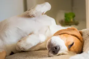 Perché i cani muovono le zampe mentre dormono