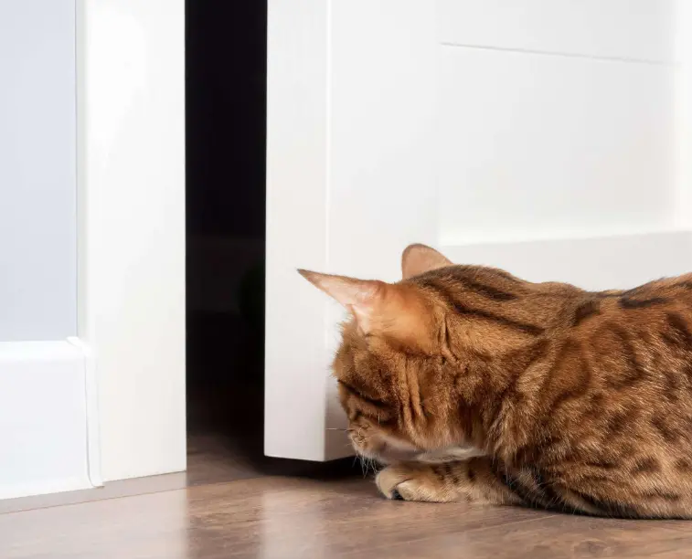 Perché i gatti vogliono entrare proprio nella stanza in cui non possono andare