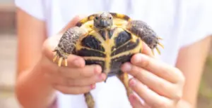 Tartarughe di terra in casa e in giardino: cosa mangiano e quali errori evitare