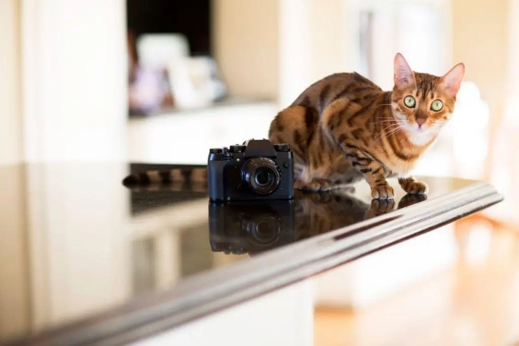 Cosa fanno gli animali quando restano soli? Le piccole vite segrete dei nostri amici a quattro zampe