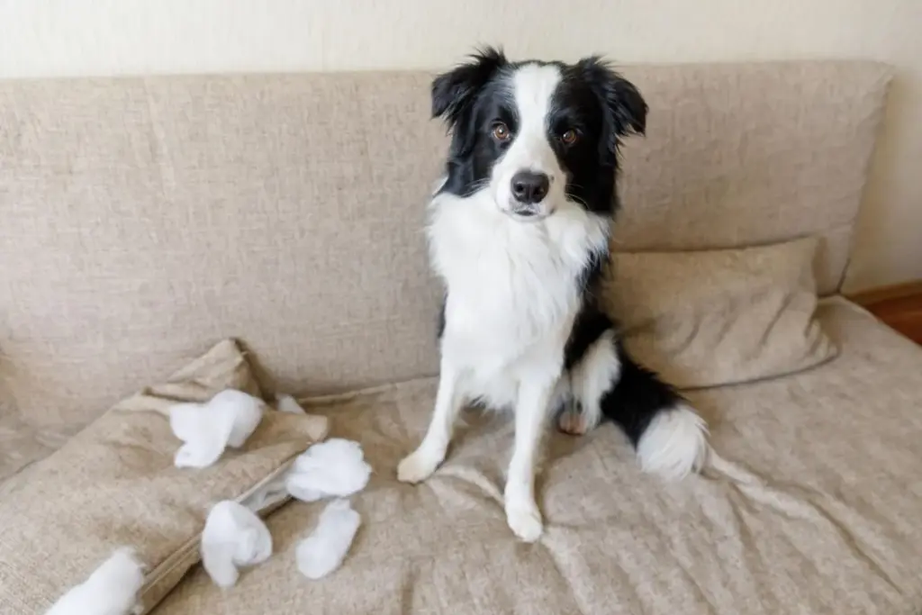 Il cane ti fa i dispetti? E il gatto butta tutto a terra apposta? La verità dietro i comportamenti che ci fanno impazzire