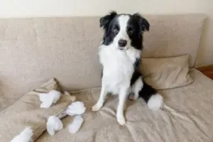 Il cane ti fa i dispetti? E il gatto butta tutto a terra apposta? La verità dietro i comportamenti che ci fanno impazzire
