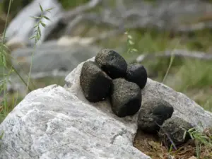 I wombat fanno la cacca a cubetti: il mistero naturale che ha incuriosito anche gli scienziati