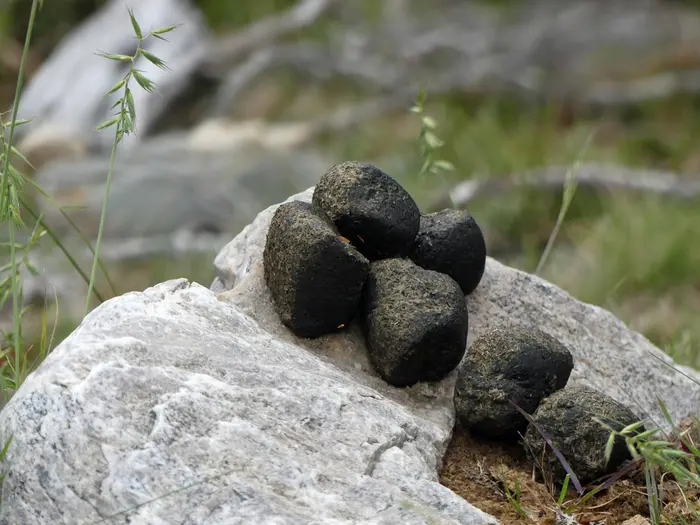 I wombat fanno la cacca a cubetti: il mistero naturale che ha incuriosito anche gli scienziati