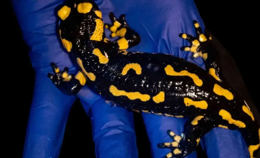 La salamandra pezzata che brilla al buio: scoperta una fluorescenza nascosta