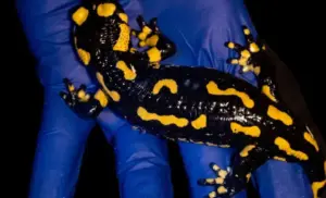 La salamandra pezzata che brilla al buio: scoperta una fluorescenza nascosta