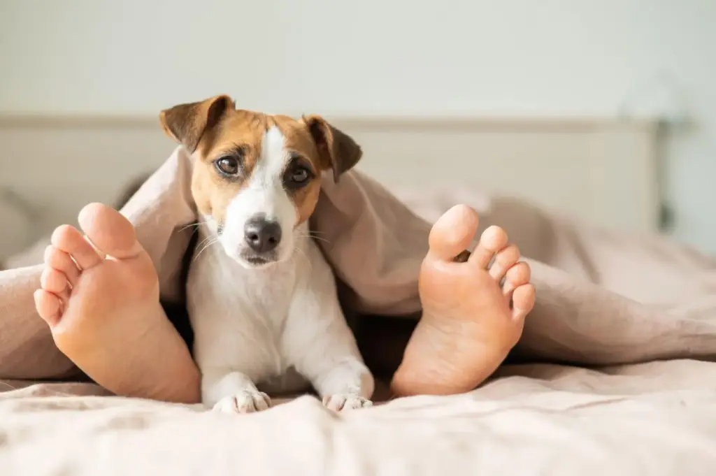 Il bagno non è più privato e il divano è occupato: perché gli animali vogliono sempre i nostri posti?