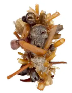 La larva che si traveste con i resti delle sue prede: il trucco sorprendente di un piccolo insetto