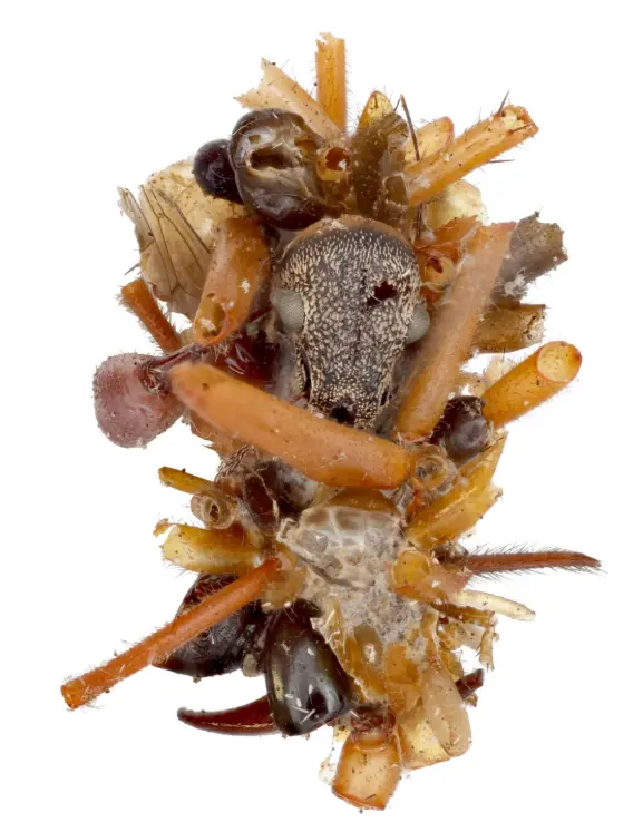 La larva che si traveste con i resti delle sue prede: il trucco sorprendente di un piccolo insetto