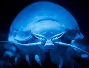 Il gigante degli abissi che può restare anni senza mangiare: la vita estrema dell’isopode