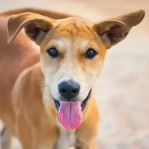Il linguaggio delle orecchie: cosa ci raccontano davvero cane, gatto e coniglio