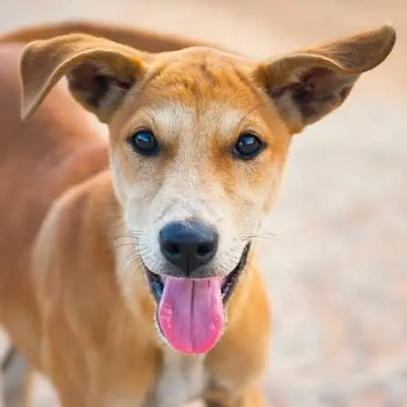 Il linguaggio delle orecchie: cosa ci raccontano davvero cane, gatto e coniglio