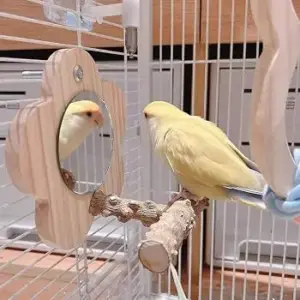Uccellini domestici e specchi: compagnia o fonte di stress?