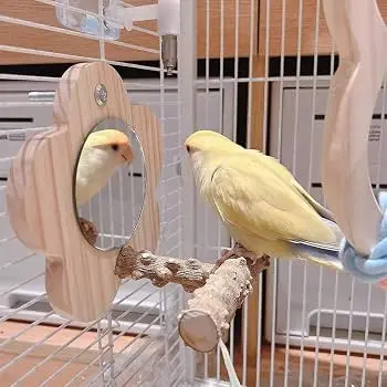 Uccellini domestici e specchi: compagnia o fonte di stress?