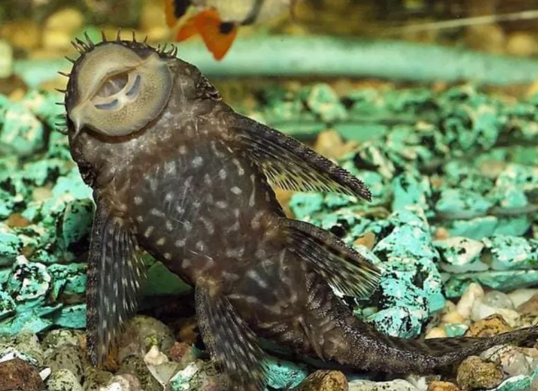 I pesci pulitori riconoscono la propria immagine: gli animali che mettono alla prova il concetto di intelligenza