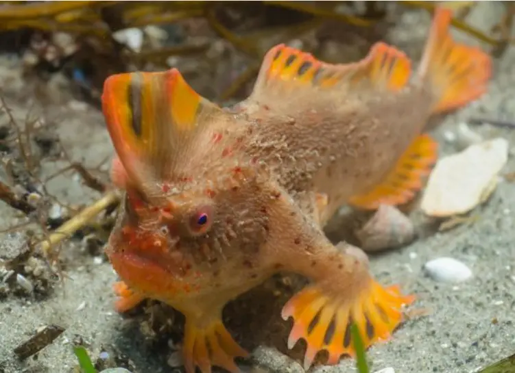 Il pesce che cammina sul fondale: il mistero degli animali che usano le pinne come zampe