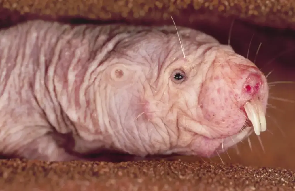 Il ratto talpa nudo: il roditore che vive sottoterra e sfida alcune regole dell’invecchiamento