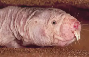 Il ratto talpa nudo: il roditore che vive sottoterra e sfida alcune regole dell’invecchiamento