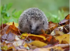 Ricci in giardino durante l’autunno, come aiutarli senza metterli in pericolo