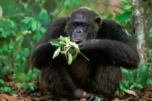 Gli animali che si curano da soli: quando la natura diventa una farmacia