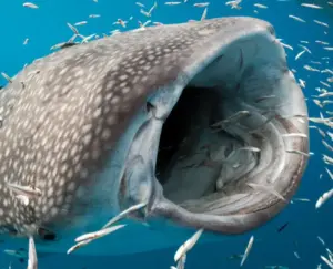 Lo squalo balena si nutre anche sul fondo del mare: la scoperta che cambia ciò che sappiamo sul gigante degli oceani