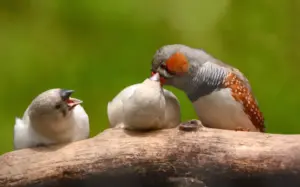 Gli uccelli insegnano ai piccoli i richiami prima ancora della nascita: cosa succede dentro l’uovo