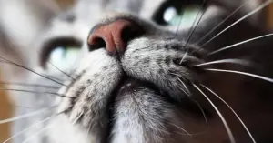 Il linguaggio dei baffi del gatto: cosa raccontano davvero le vibrisse