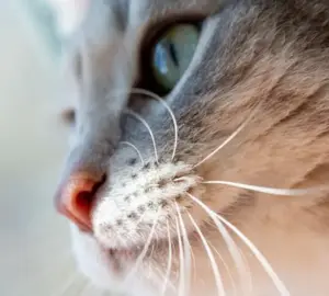 Perché i gatti sfiorano tutto con i baffi: il ruolo delle vibrisse nella vita quotidiana